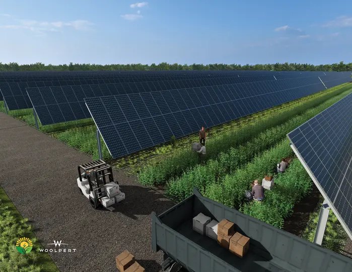 Harvest rendering